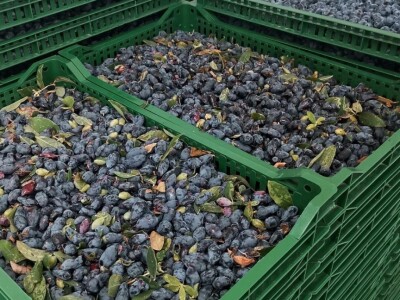 OPG Ivica Babojelić