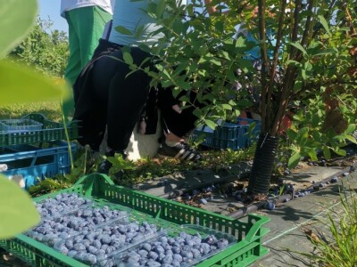 OPG Ivica Babojelić