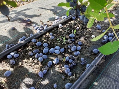 OPG Ivica Babojelić