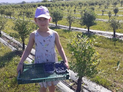 OPG Ivica Babojelić