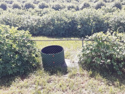 OPG Ivica Babojelić