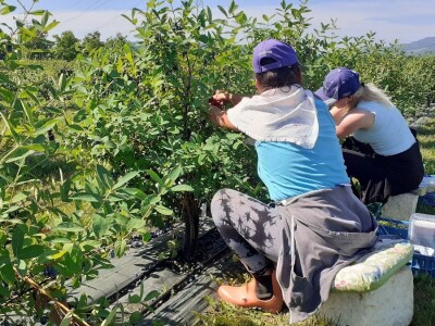 OPG Ivica Babojelić