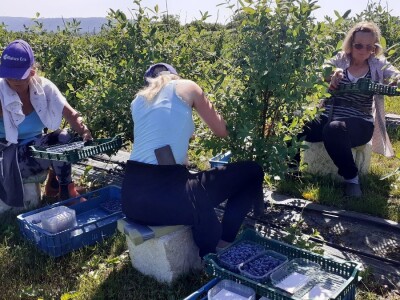 OPG Ivica Babojelić