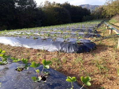 Zdravi uzgoj voća i povrća