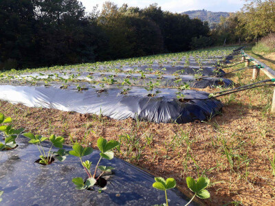 Zdravi uzgoj voća i povrća Zdravi uzgoj voća i povrća