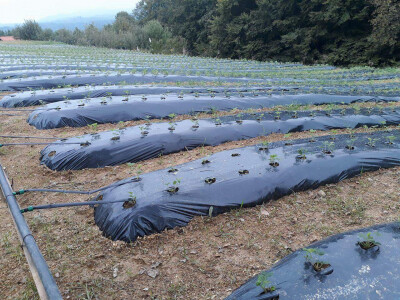 Vodi se briga o svakoj biljci Vodi se briga o svakoj biljci