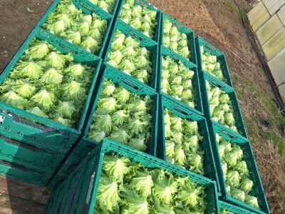 OPG Ivona Andrašić Presečan