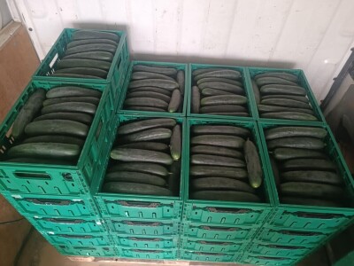 OPG Ivona Andrašić Presečan