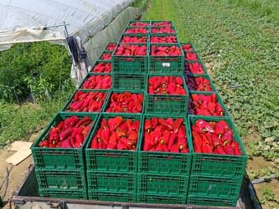 OPG Ivona Andrašić Presečan