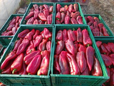 OPG Ivona Andrašić Presečan