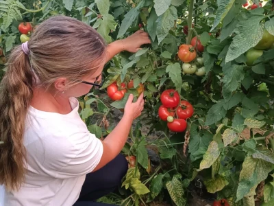 OPG Ivona Andrašić Presečan
