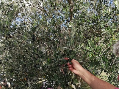 OPG izletište Butić