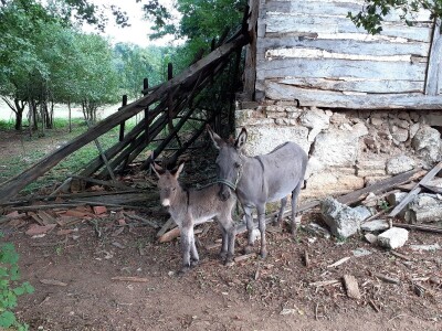 OPG Jadova Sandre Novković Privratcki