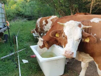 OPG Jadova Sandre Novković Privratcki