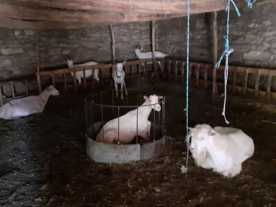 OPG Jadova Sandre Novković Privratcki