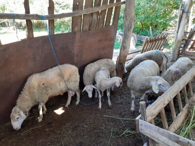 OPG Jadova Sandre Novković Privratcki