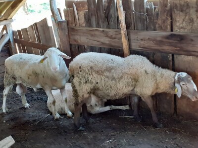 OPG Jadova Sandre Novković Privratcki