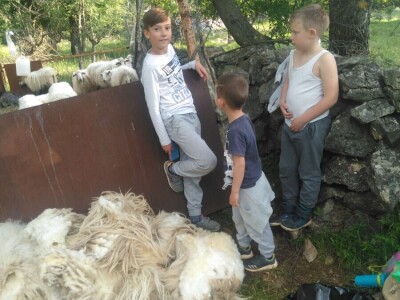 OPG Josip Gršković