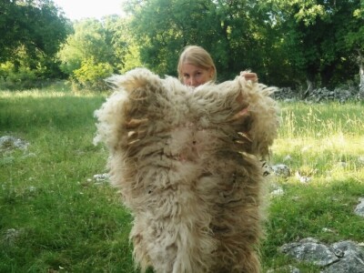 OPG Josip Gršković