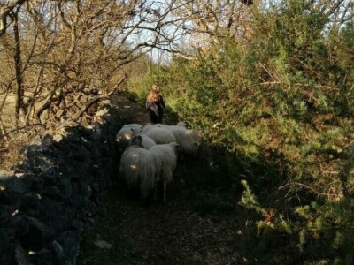 OPG Josip Gršković