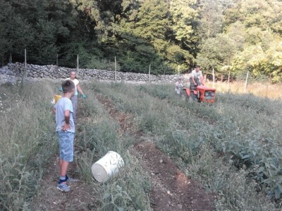 OPG Josip Gršković