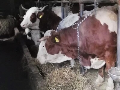 OPG Josip Starešinović