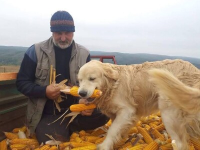 OPG Julijana Pribičević