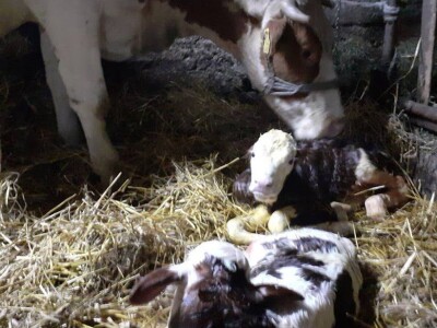 OPG Julijana Pribičević