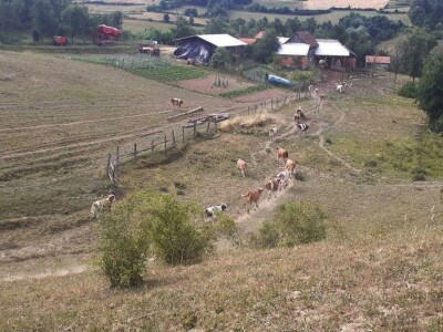 OPG Julijana Pribičević