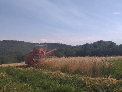 OPG Julijana Pribičević