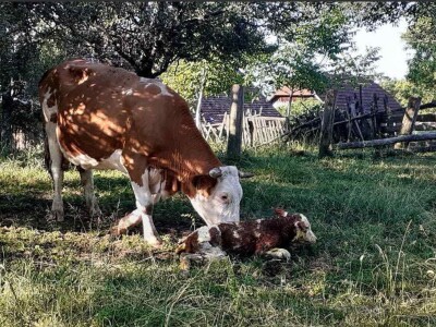 OPG Julijana Pribičević