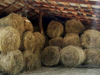 OPG Julijana Pribičević