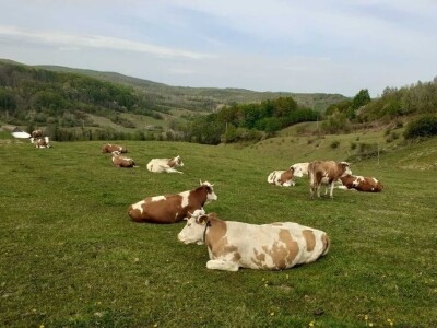 OPG Julijana Pribičević