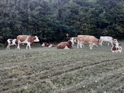 OPG Julijana Pribičević