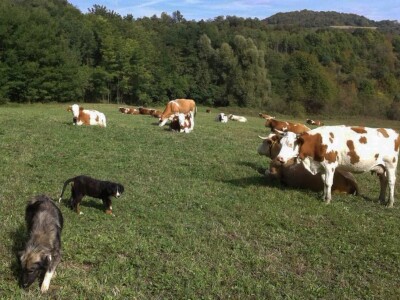 OPG Julijana Pribičević