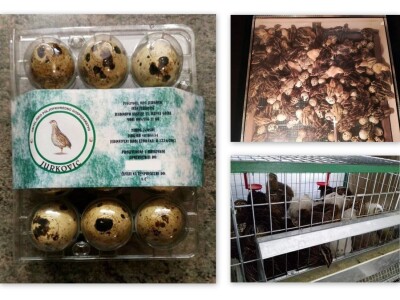 OPG Jurković - prepeličja jaja