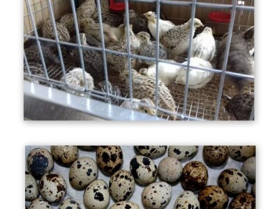 OPG Jurković - prepeličja jaja