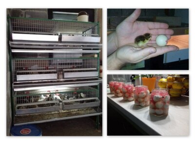 OPG Jurković - prepeličja jaja