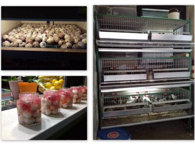 OPG Jurković - prepeličja jaja