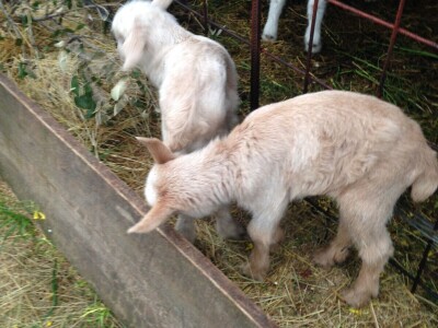 OPG Katija Stančić OPG Katija Stančić