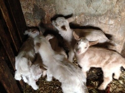 OPG Katija Stančić OPG Katija Stančić