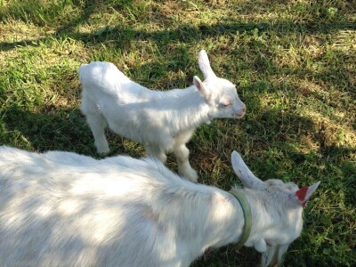 OPG Katija Stančić OPG Katija Stančić