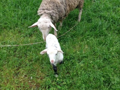 OPG Katija Stančić OPG Katija Stančić