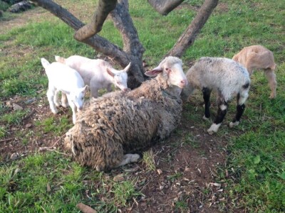 OPG Katija Stančić OPG Katija Stančić