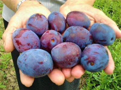 OPG KEŠINOVIĆ IVICA