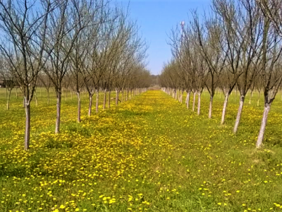 OPG KEŠINOVIĆ IVICA