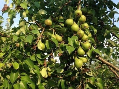 OPG KEŠINOVIĆ IVICA