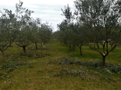 OPG KEŠINOVIĆ IVICA