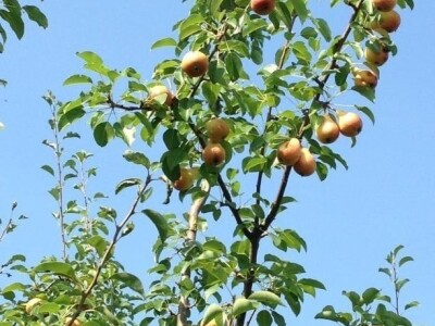 OPG KEŠINOVIĆ IVICA