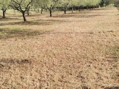 OPG KEŠINOVIĆ IVICA